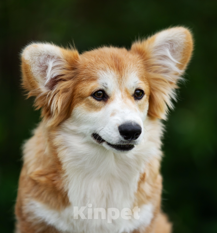 Собаки в Нижнем Новгороде: Питомник предлагает щенков вельш корги пемброк Мальчик, 40 000 руб. - фото 6