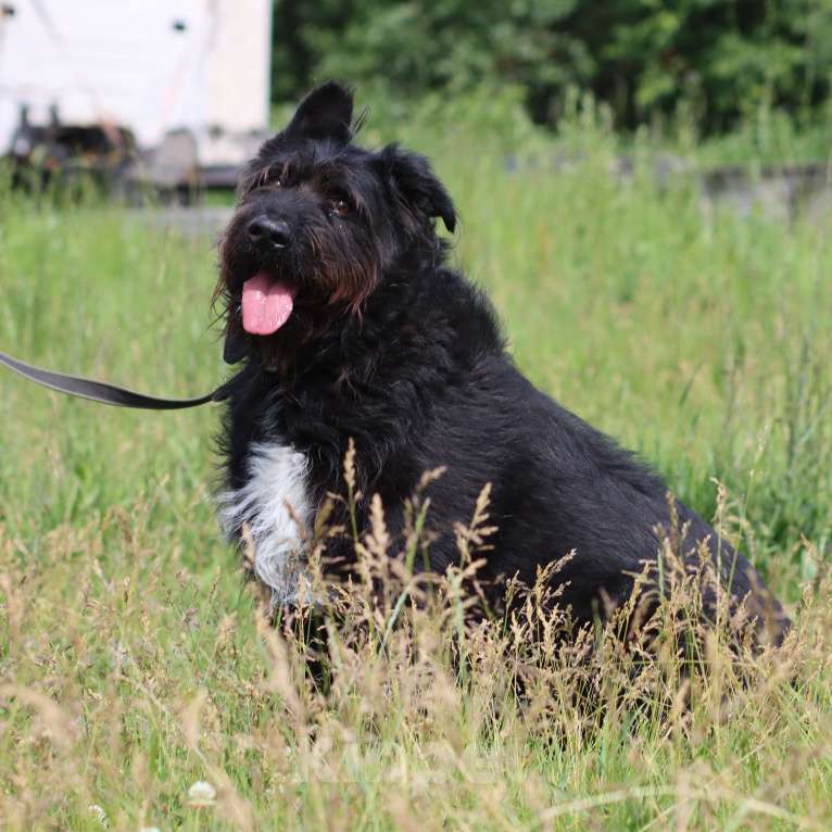 Собаки в Москве: Чёрный терьер бородатик Потап Мальчик, Бесплатно - фото 5