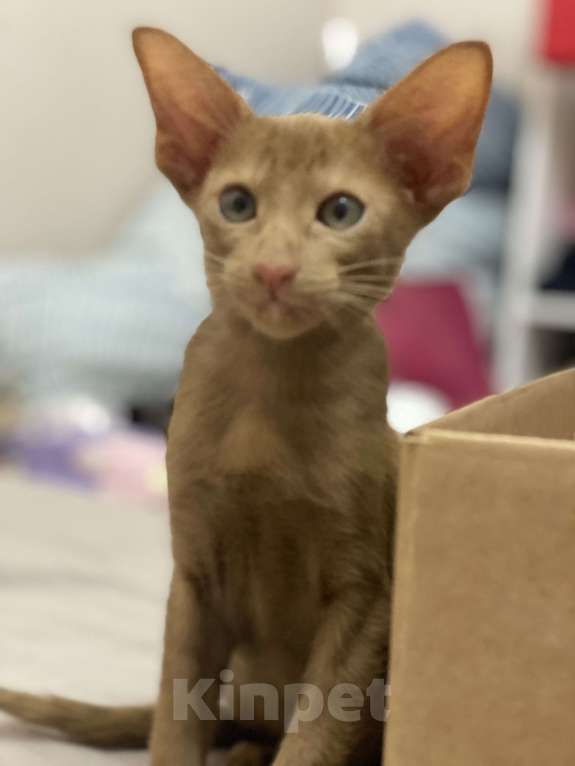 Кошки в Анапе: Ориентальный котик Мальчик, 70 000 руб. - фото 6