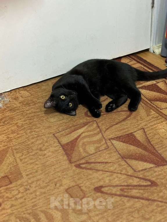 Кошки в Москве: Красивый котик ищет свою семью  Мальчик, Бесплатно - фото 4