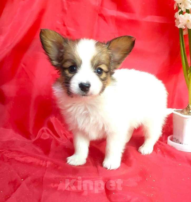 Собаки в Красноармейске: Щенки папийона Мальчик, 30 000 руб. - фото 2