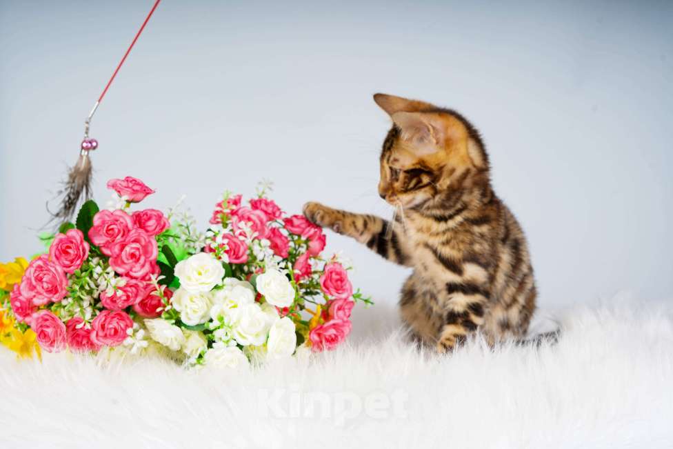 Кошки в Москве: Бенгальский котик Мальчик, 50 000 руб. - фото 4