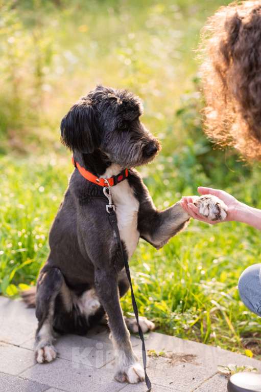 Собаки в Москве: Зелибоба (Боб) Мальчик, Бесплатно - фото 6