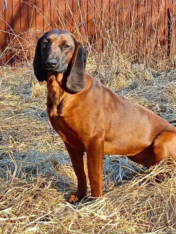 Собаки в Нижнем Новгороде: Продаётся сука 6 месяцев, документы РКФ, прививки и обработка по возрасту Девочка, 85 000 руб. - фото 2