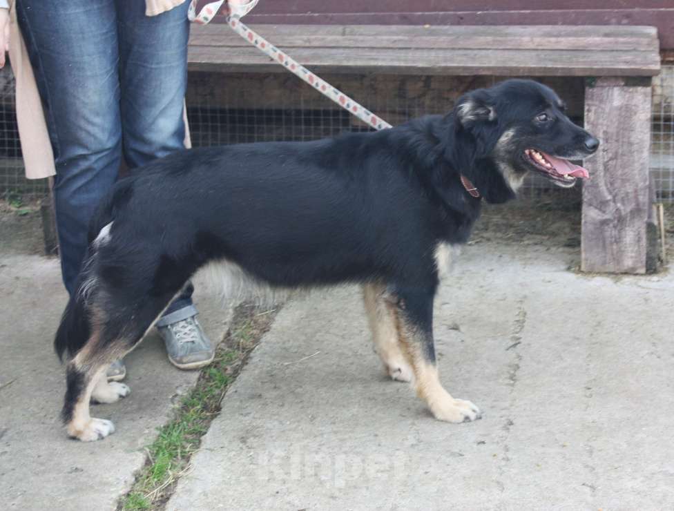 Собаки в Москве: Ласкуша Алиса живет и надеется найти свою родную семью Девочка, Бесплатно - фото 5