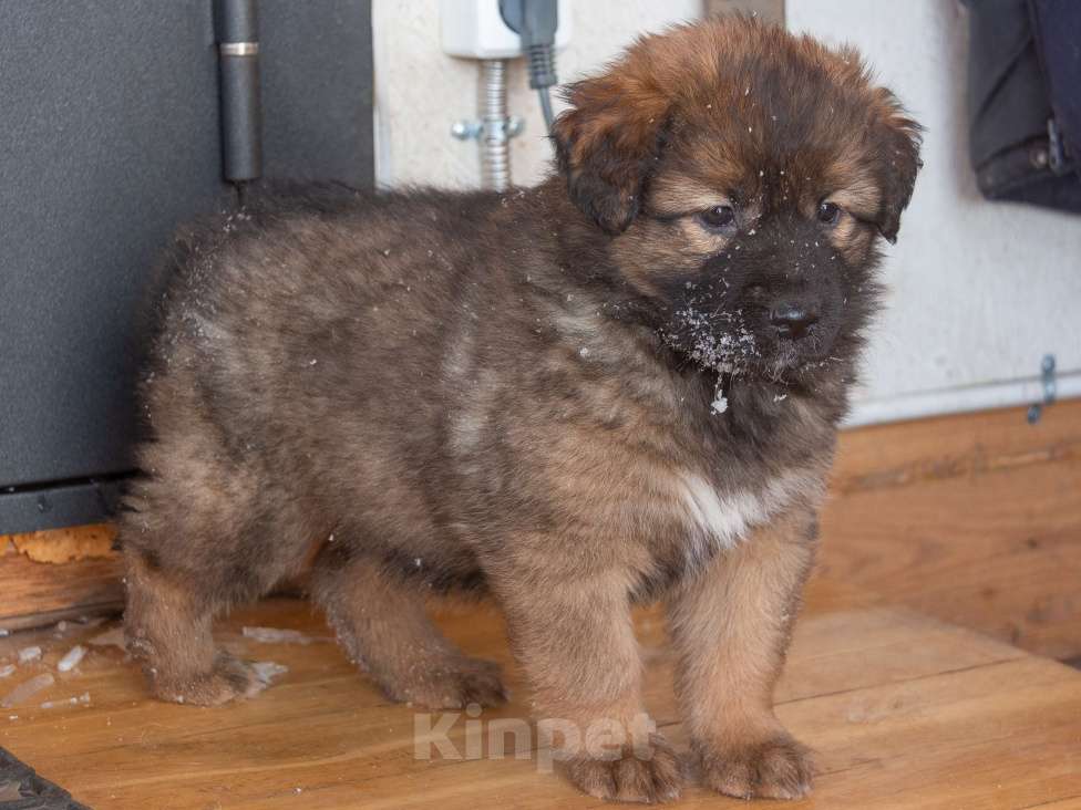 Собаки в Москве: Булка Девочка, Бесплатно - фото 8