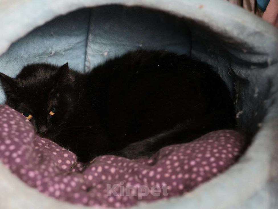 Кошки в Москве: кошка Флора ищет дом Девочка, Бесплатно - фото 5