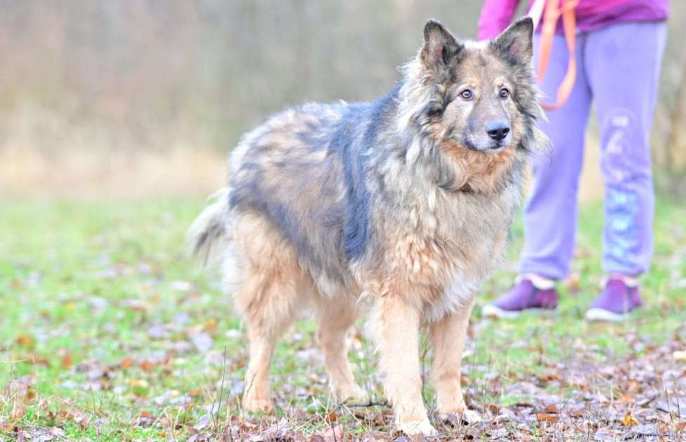 Собаки в Солнечногорске: Метис длинношёрстной овчарки в дар Мальчик, Бесплатно - фото 3