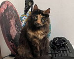 Кошки в Москве: кошка Пестрвшка ищет дом Девочка, Бесплатно - фото 1