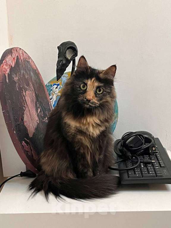 Кошки в Москве: кошка Пестрвшка ищет дом Девочка, Бесплатно - фото 1