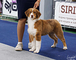Собаки в Москве: Австрийская овчарка (аусси) щенок кобель Мальчик, 100 000 руб. - фото 1