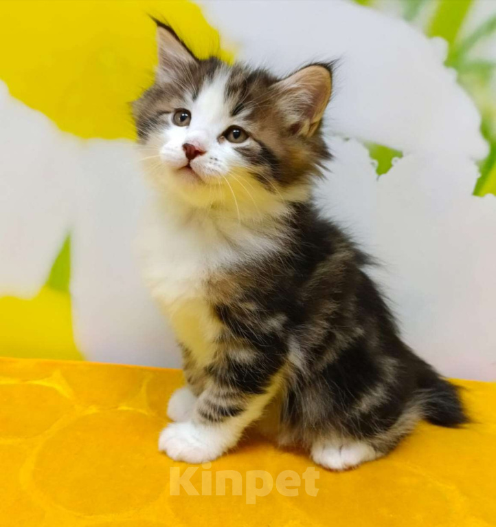 Кошки в Чите: Драгоценные котята курильского бобтейла Мальчик, 25 000 руб. - фото 2