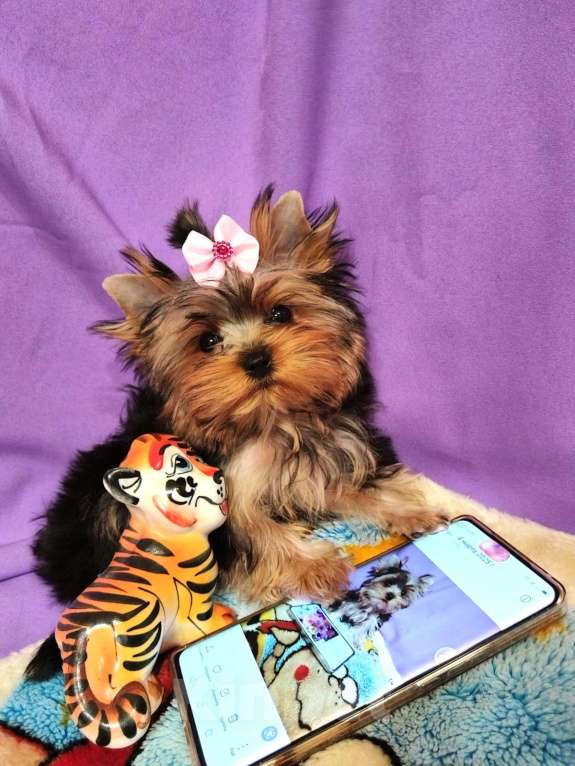 Собаки в Москве: Йоркширский терьер мини девочка Девочка, 80 000 руб. - фото 4