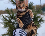 Кошки в Москве: Бенгальский котик Грей Мальчик, 50 000 руб. - фото 7