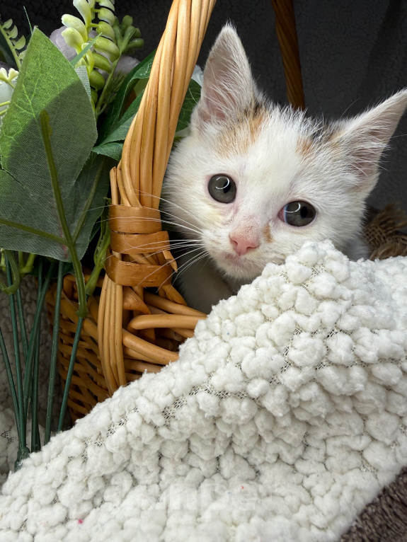 Кошки в Сосновом Бору: Котенок Бабочка Девочка, Бесплатно - фото 3