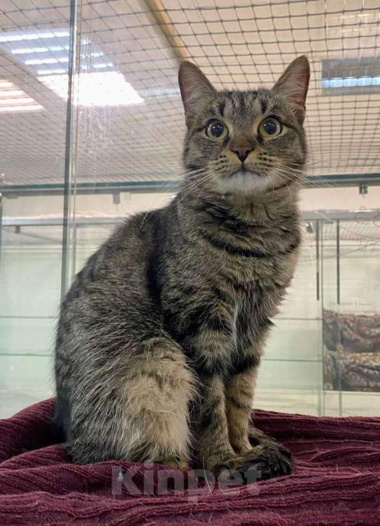 Кошки в Москве: Василиса Прекрасная, любимая кошачья классика. Юная кошечка ищет дом Девочка, 1 руб. - фото 5