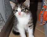 Кошки в Тюмени: Мальчик  Мальчик, 1 руб. - фото 5