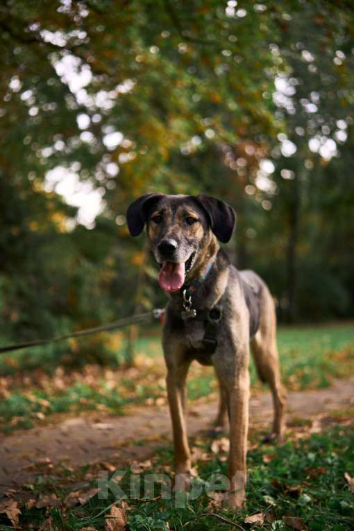 Собаки в Москве: Хамфри - мужчинка эксклюзив! Мальчик, Бесплатно - фото 4