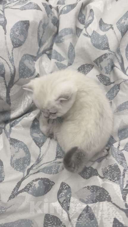 Кошки в Златоусте: Шотландский прямоухий  Девочка, 7 000 руб. - фото 2