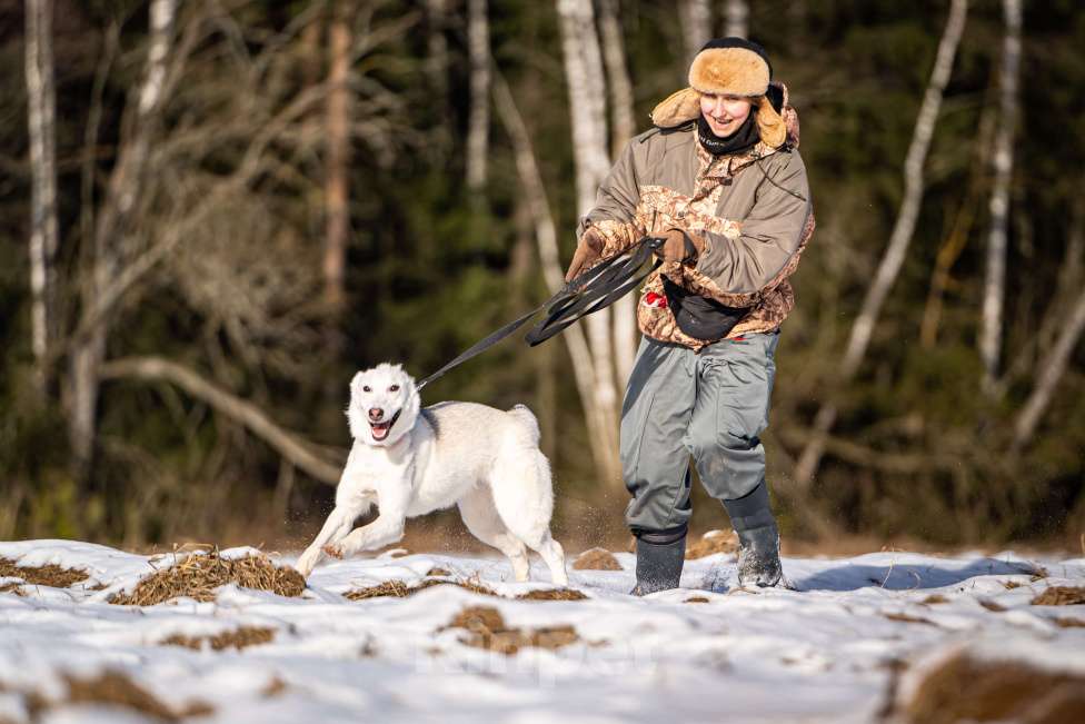 Собаки в Клине: Ванда — энергичная собачка Девочка, Бесплатно - фото 10