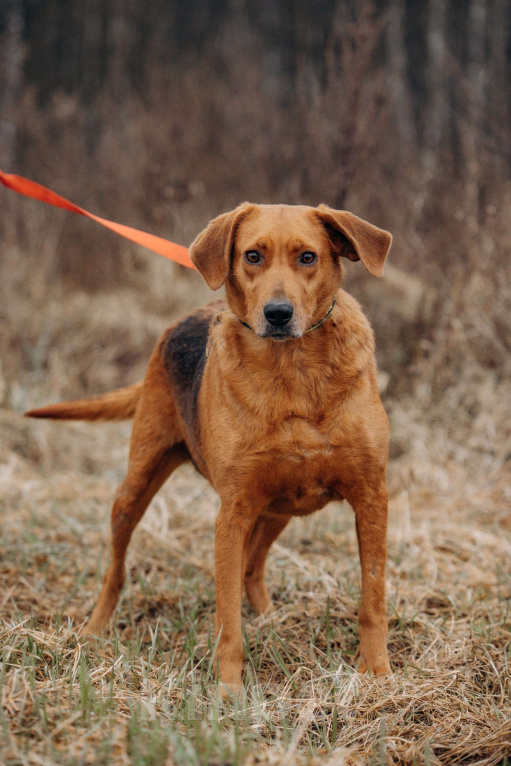 Собаки в Москве: Собака из приюта ищет дом Девочка, Бесплатно - фото 10