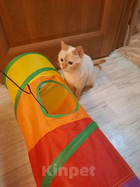 Кошки в Москве: Тайская кошечка в добрые руки Девочка, Бесплатно - фото 1