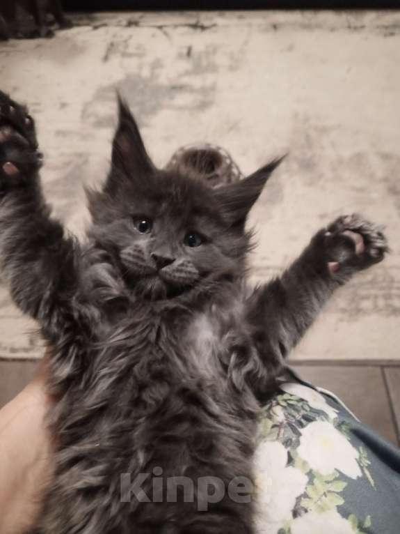 Кошки в Красноярске: Движ family pride Мальчик, 90 000 руб. - фото 1