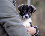 Собаки в Москве: Щенки коротколапики от маленькой собачки, 1 руб. - фото 9