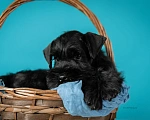 Собаки в Тольятти: Щенок цвергшнауцера Мальчик, 70 000 руб. - фото 2