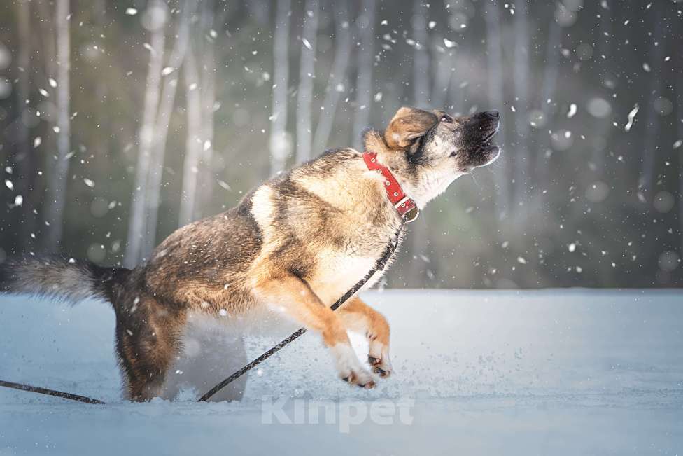 Собаки в Клине: Эстери — яркая звёздочка Девочка, Бесплатно - фото 4