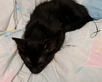Кошки в Красноярске: Котенок 3 мес. Мальчик, Бесплатно - фото 1