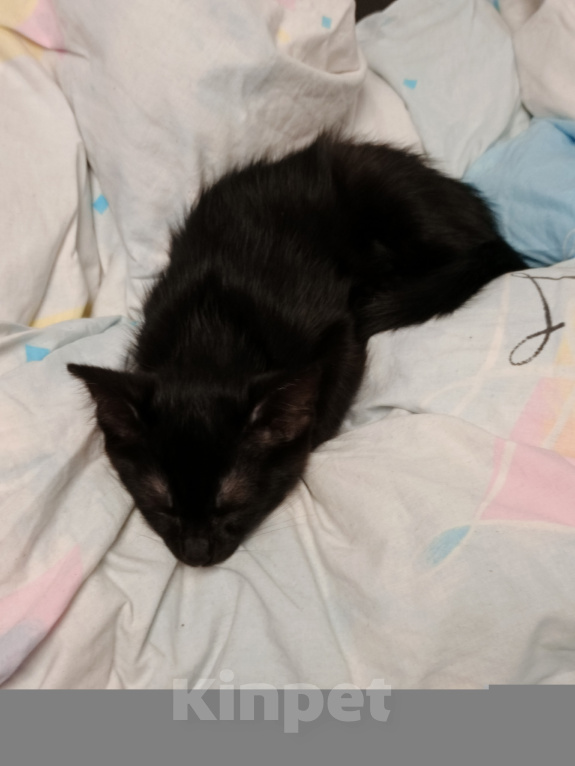 Кошки в Красноярске: Котенок 3 мес. Мальчик, Бесплатно - фото 1