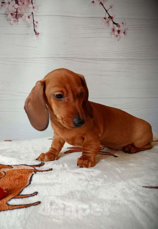 Собаки в Ростове-на-Дону: Щенок таксы миниатюрой Мальчик, 60 000 руб. - фото 2