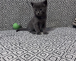 Кошки в Омске: Шотландские котята Разнополые, 2 000 руб. - фото 2