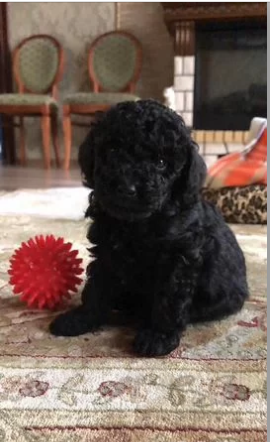 Собаки в Тюмени: Продам щенка пуделя Девочка, 25 000 руб. - фото 1