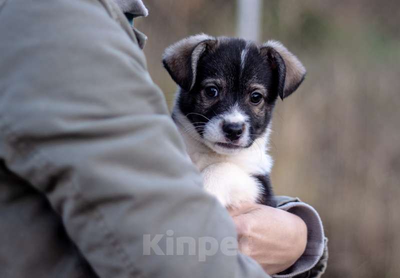 Собаки в Москве: Щенки коротколапики от маленькой собачки, 1 руб. - фото 9