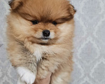 Собаки в Воткинске: Продам щенков померанского шпица  Мальчик, 45 руб. - фото 3