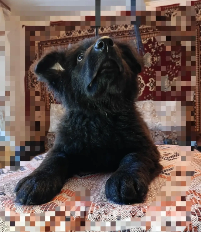 Собаки в Серове: Щенок немецкой овчарки Мальчик, Бесплатно - фото 4