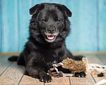 Собаки в Рязани: Джус - умнейший метис немецкого шпица Мальчик, Бесплатно - фото 2