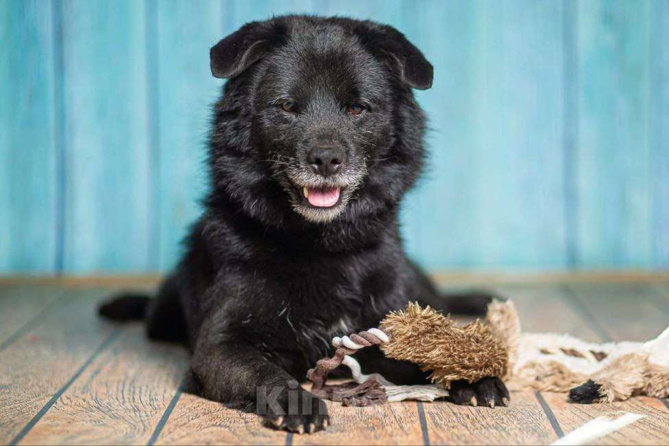 Собаки в Рязани: Джус - умнейший метис немецкого шпица Мальчик, Бесплатно - фото 2