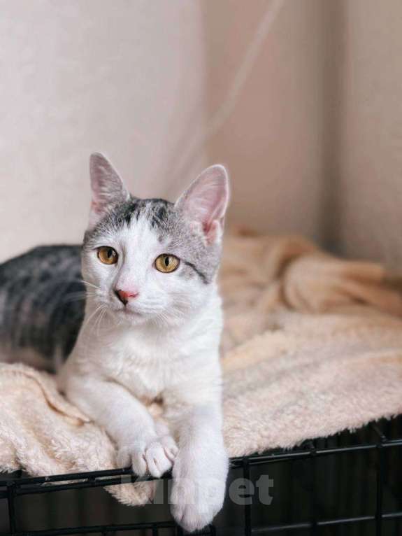 Кошки в Балашихе: Сочник Мальчик, Бесплатно - фото 1