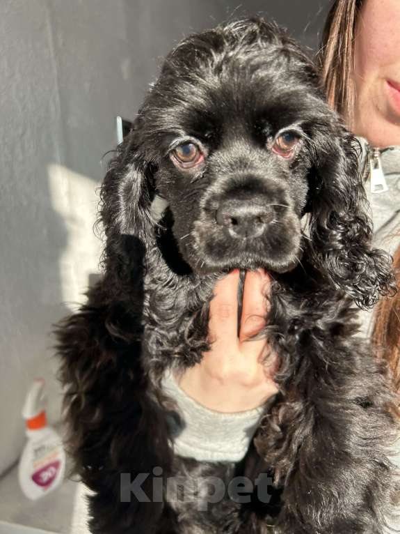 Собаки в Новосибирске: Щенки Американского кокер спаниеля Мальчик, 30 000 руб. - фото 3