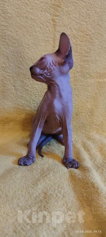 Кошки в Москве: Нежнейшая котодевочка Девочка, 35 000 руб. - фото 5