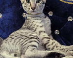 Кошки в Санкт-Петербурге: Котёнок Мау Эрос Мальчик, 50 000 руб. - фото 1