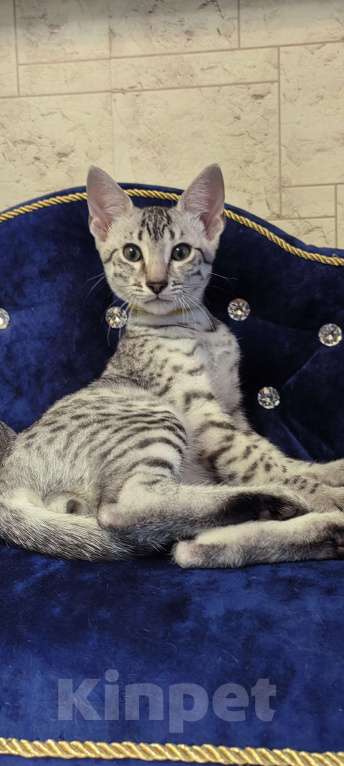 Кошки в Санкт-Петербурге: Котёнок Мау Эрос Мальчик, 50 000 руб. - фото 1