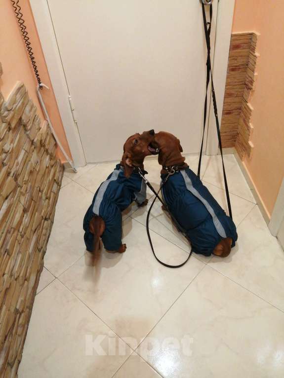 Собаки в Хабаровске: щенок таксы Девочка, 15 000 руб. - фото 4