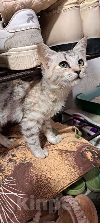 Кошки в Симферополе: Кошечка Буся ищет любящих хозяев) Девочка, Бесплатно - фото 3