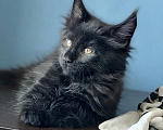 Кошки в Санкт-Петербурге: Черный принц - котенок мейн-кун Мальчик, 30 000 руб. - фото 3