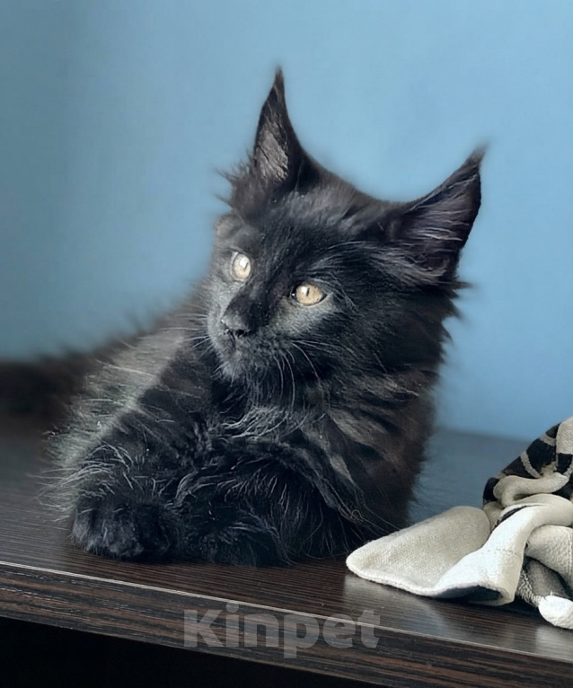 Кошки в Санкт-Петербурге: Черный принц - котенок мейн-кун Мальчик, 30 000 руб. - фото 3