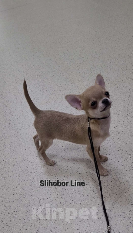 Собаки в Москве: Голубо-палевый Чихуахуа щенок Мальчик, Бесплатно - фото 2